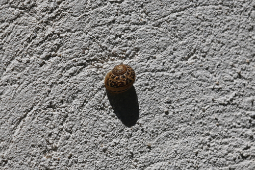 Cornu aspersum