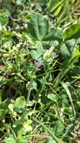 Legousia hybrida, photograph 2