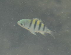 Abudefduf abdominalis