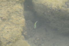 Abudefduf abdominalis