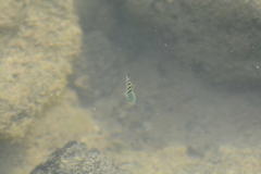 Abudefduf abdominalis