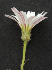 Calycoseris wrightii