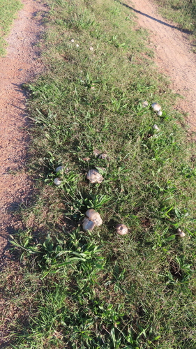 Agaricus campestris — (c) linkie, some rights reserved (CC BY)
