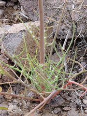 Calycoseris wrightii