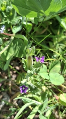 Legousia hybrida, photograph (c) Jess Green, some rights reserved (CC BY)