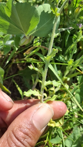 Legousia hybrida, photograph 5