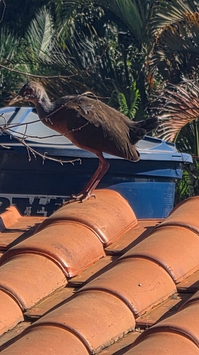 Gray-cowled Wood-Rail