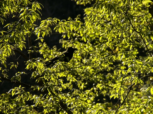 Large-billed Crow