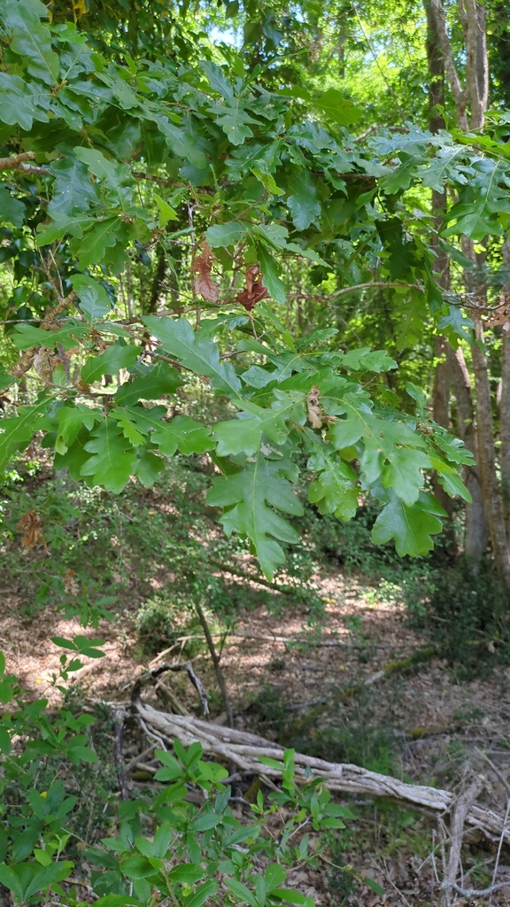 Turkey Oak
