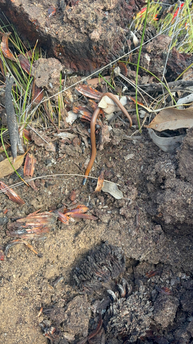 Gould's Hooded Snake