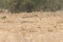 Eupodotis senegalensis