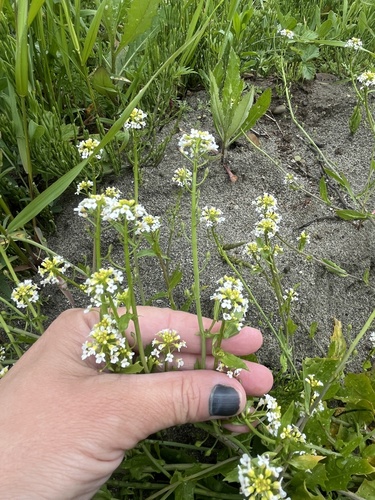 Calepina irregularis, photograph 2
