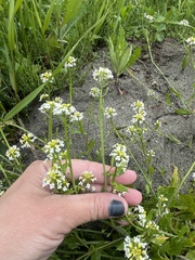 Calepina irregularis, photograph (c) Наталья Пикалова, some rights reserved (CC BY)
