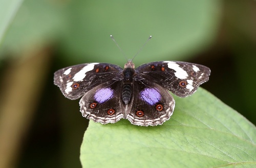Blue-spot Pansy
