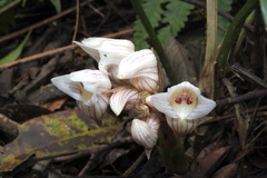 Acanthophippium striatum
