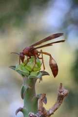 Belonogaster lateritia