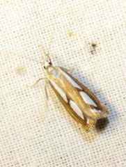 Catoptria permutatellus