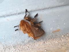 Megalopyge uruguayensis