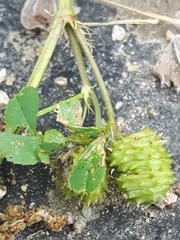 Medicago murex
