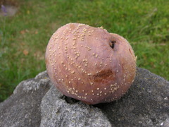 Monilinia fructicola