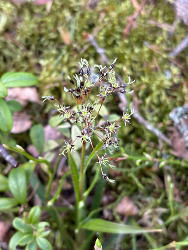 Hairy Woodrush