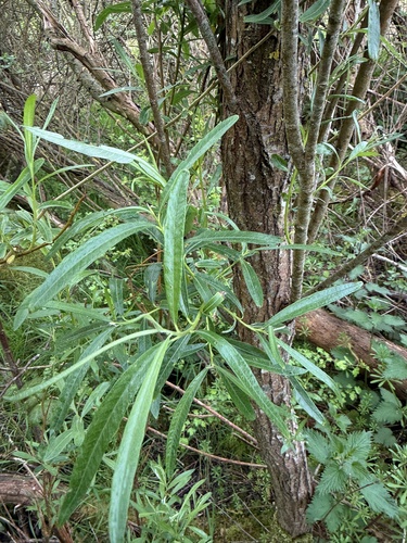 Foto de Salix viminalis