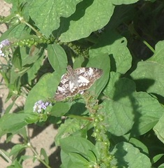 Chiomara asychis