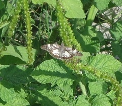 Chiomara asychis