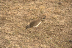 Vanellus melanopterus