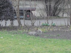 Sciurus carolinensis