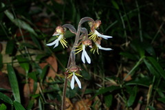 Anoectochilus formosanus