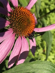 Zethus spinipes variegatus