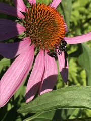 Zethus spinipes variegatus