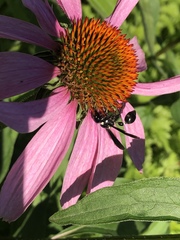 Zethus spinipes variegatus