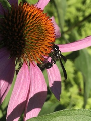 Zethus spinipes variegatus