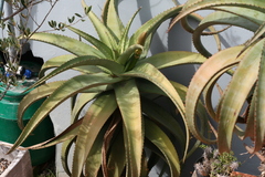 Aloe africana