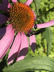 Zethus spinipes variegatus