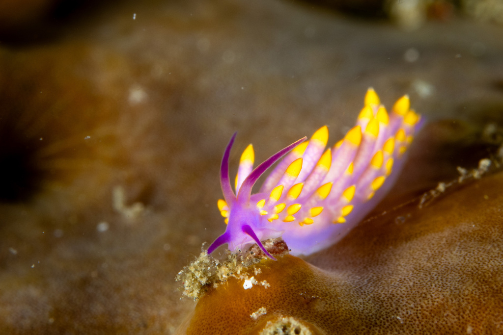 Phestilla sibogae (Phestilla sibogae)