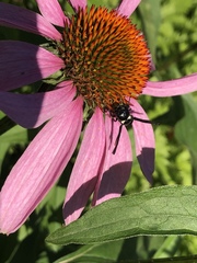 Zethus spinipes variegatus