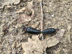 Physomeloe corallifer