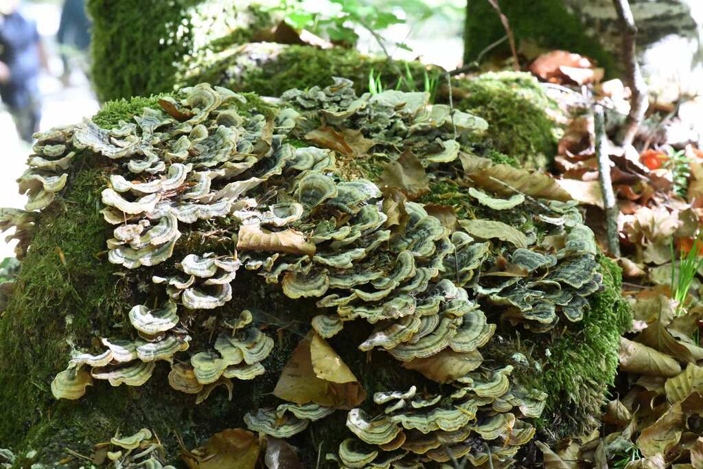 Trametes versicolor · May 2026 · photo: © evangmm (iNaturalist, cc-by)
