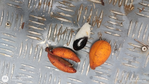 Swartzia sericea