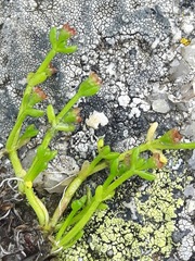 Crassula vaillantii