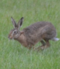 Lepus europaeus