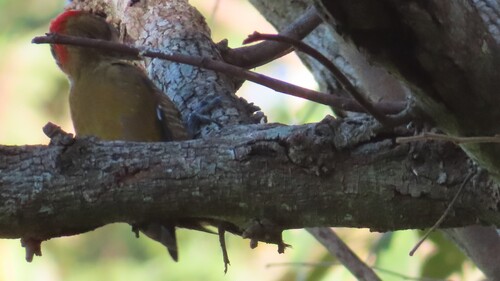 Little Woodpecker (Veniliornis passerinus), photo 9