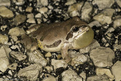 Pseudacris streckeri