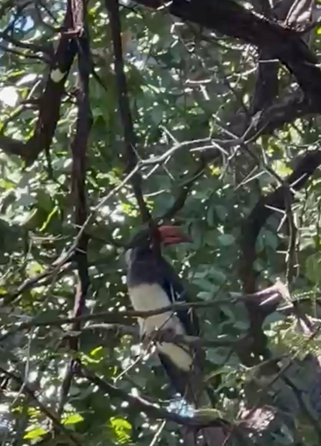 Crowned Hornbill