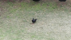 Columba livia domestica