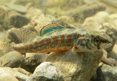 Etheostoma exile
