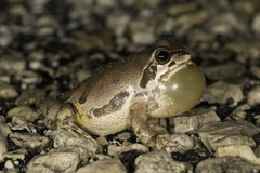 Pseudacris streckeri